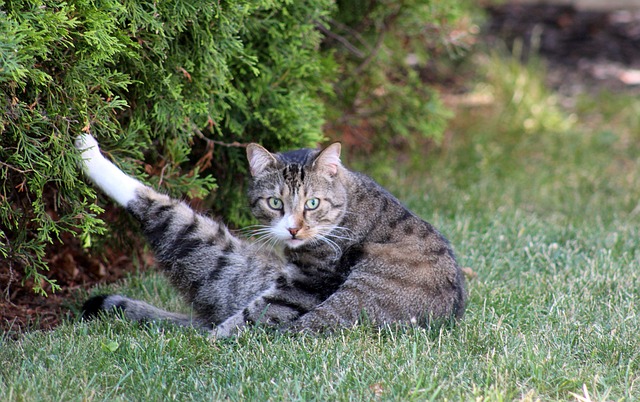 predatory cat