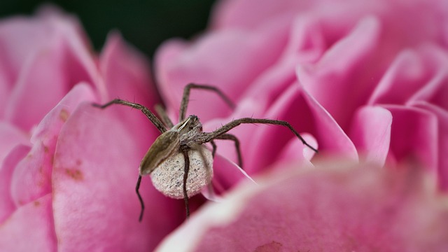 predatory insect