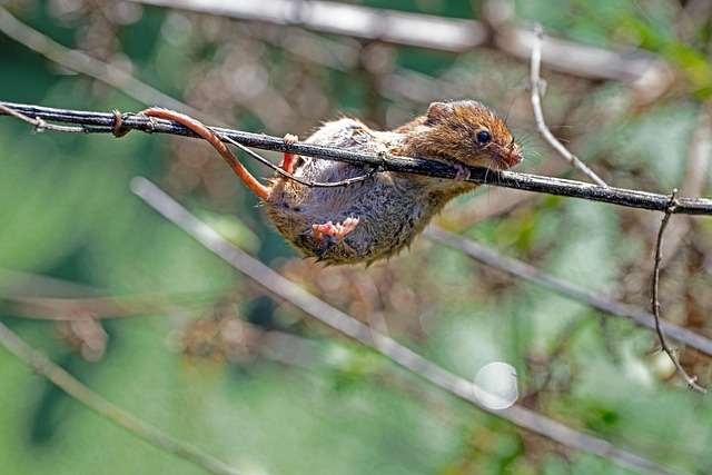 prehensile tail