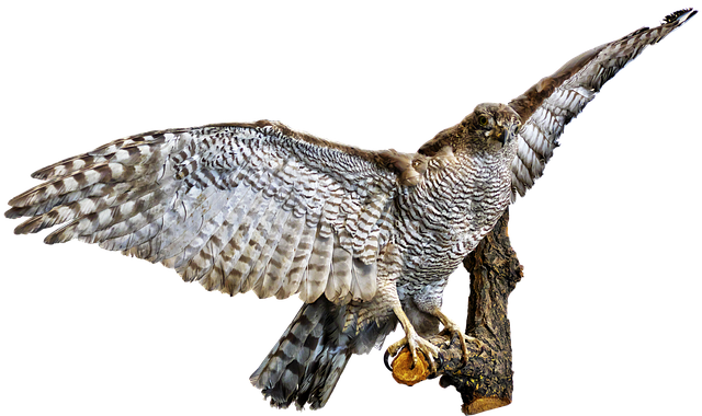 Hình ảnh minh họa ý nghĩa của từ prepared