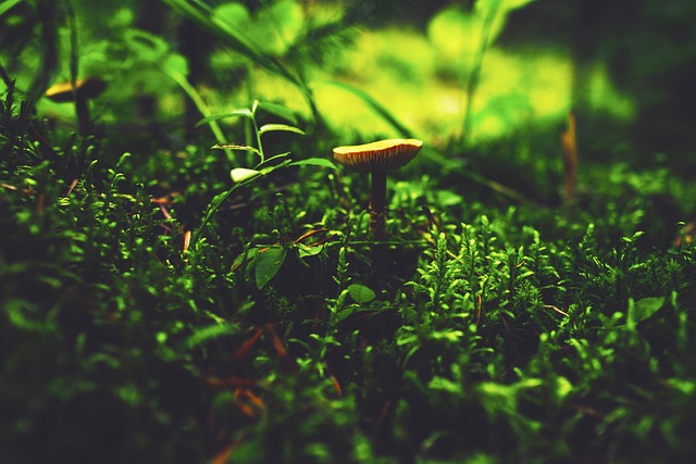 Hình ảnh minh họa ý nghĩa của từ preserve life