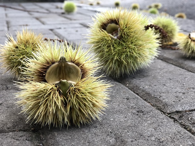 Hình ảnh minh họa ý nghĩa của từ prickle