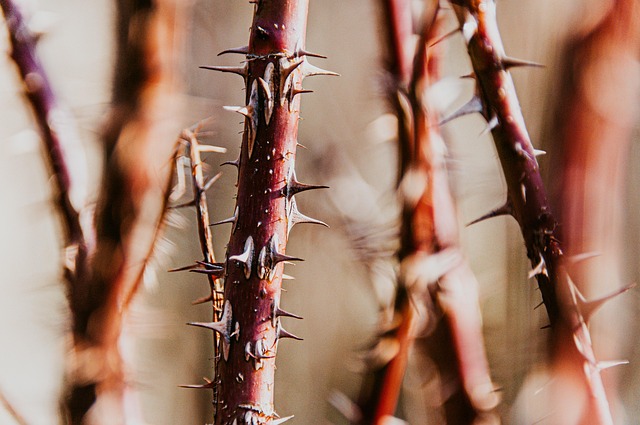 Hình ảnh minh họa ý nghĩa của từ prickling