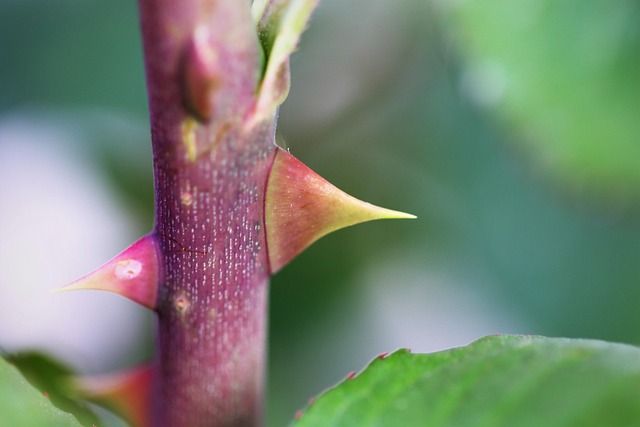Hình ảnh minh họa ý nghĩa của từ protecting