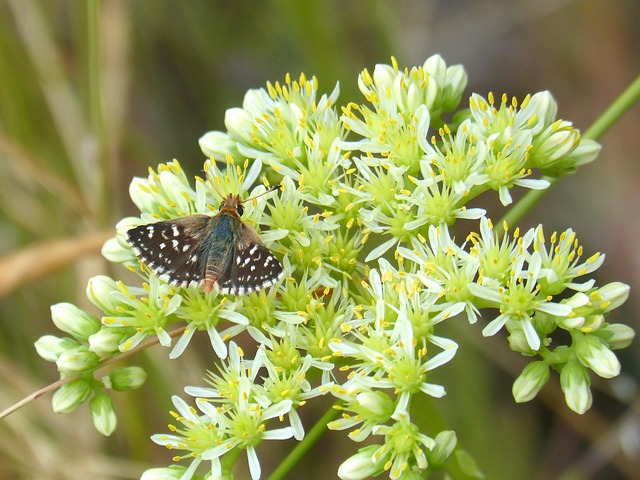 Hình ảnh minh họa ý nghĩa của từ proto-oncogene