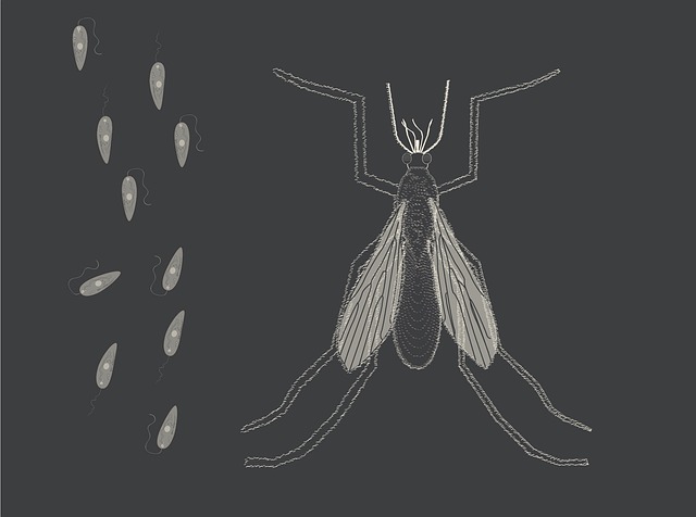 Hình ảnh minh họa ý nghĩa của từ protozoa