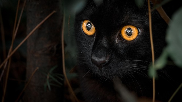 prowling cat
