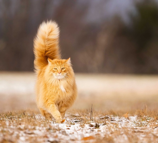 prowls