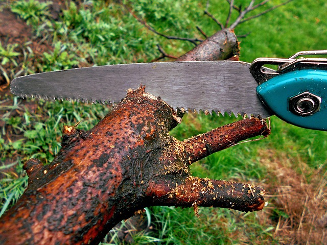 Hình ảnh minh họa ý nghĩa của từ pruning saw