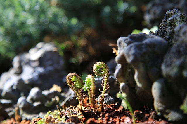 Hình ảnh minh họa ý nghĩa của từ pteridophyte