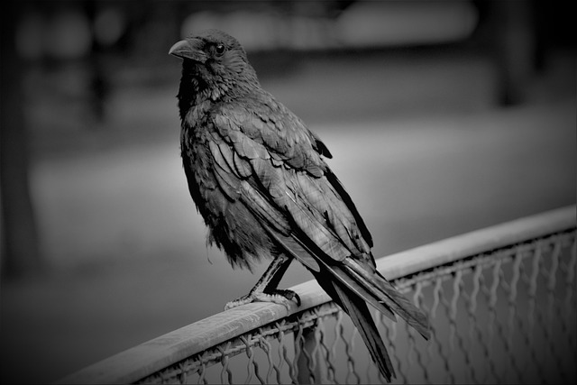 Hình ảnh minh họa ý nghĩa của từ public disturbance