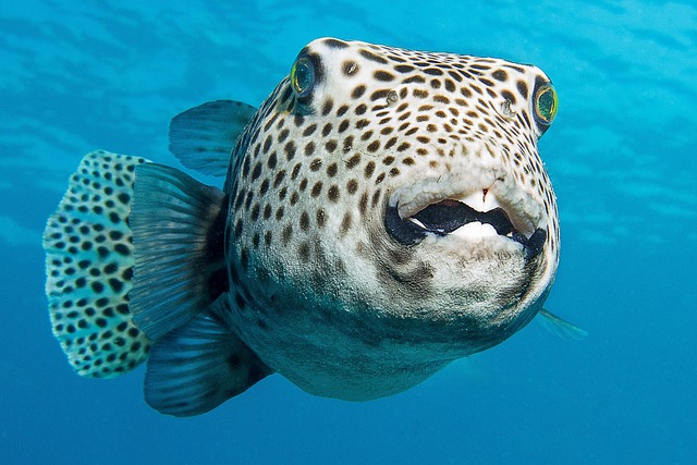 puffer