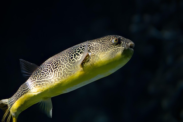 pufferfish