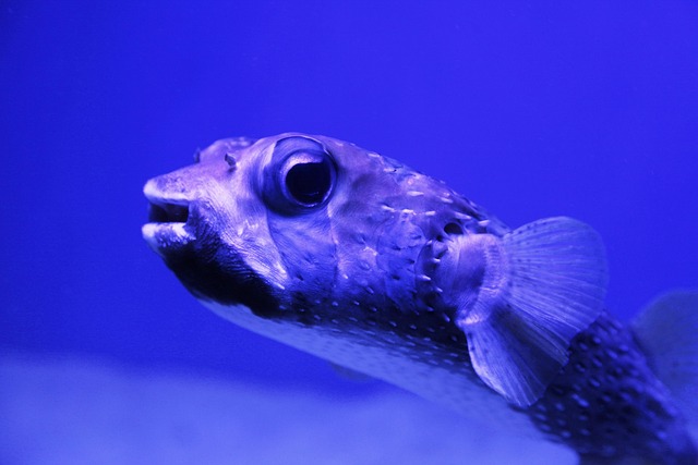 pufferfish poison