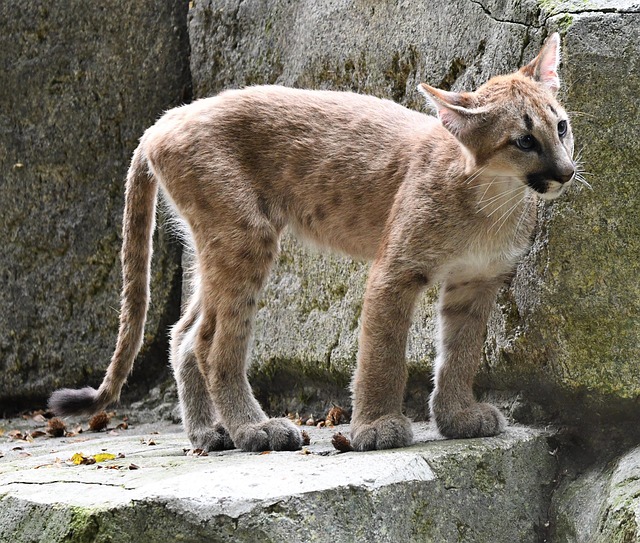 puma