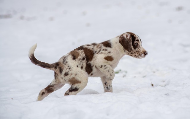 puppy