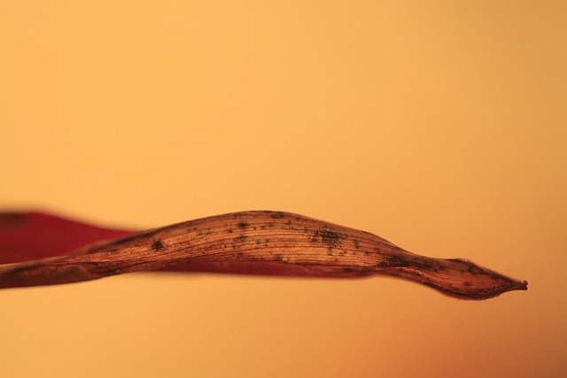 Hình ảnh minh họa ý nghĩa của từ pure