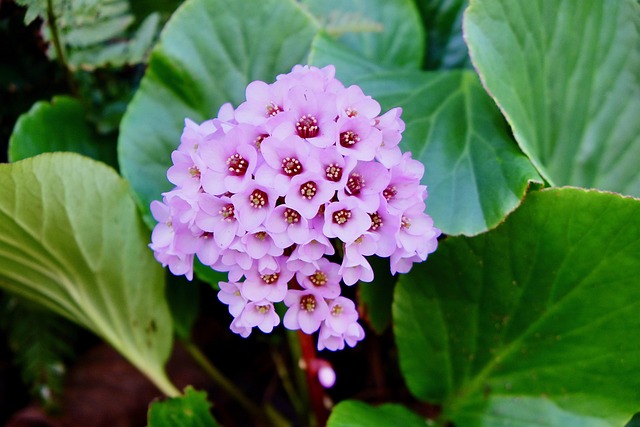 pure purple