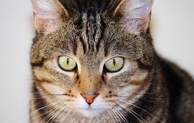 purr