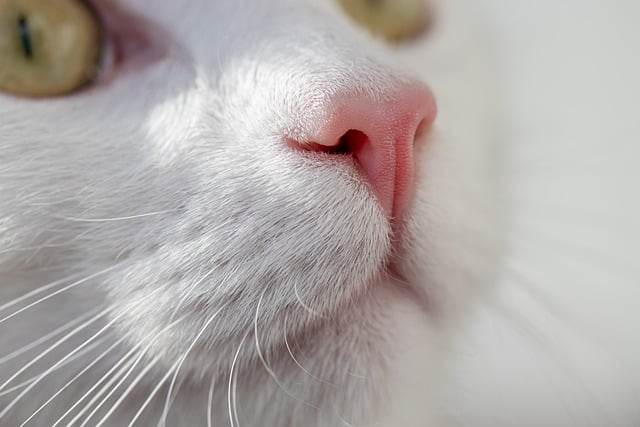 purring