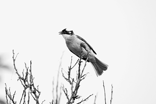 Hình ảnh minh họa ý nghĩa của từ pursue