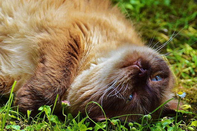 puss