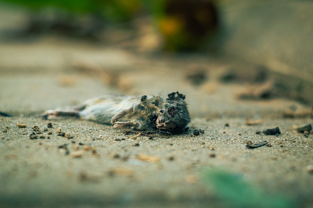 Hình ảnh minh họa ý nghĩa của từ putrid