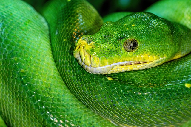 python