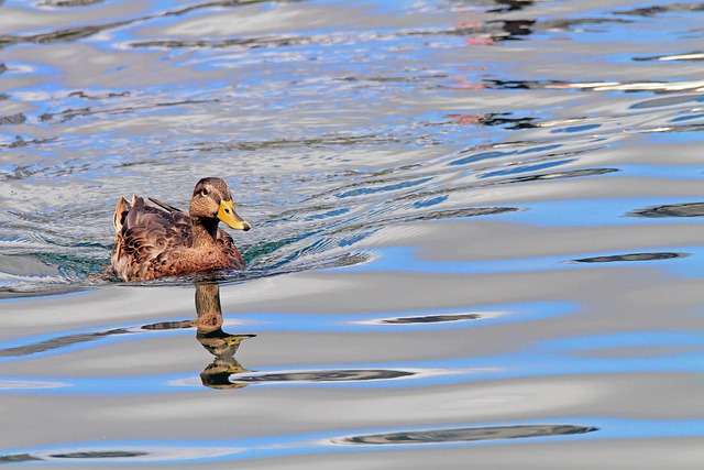 quack
