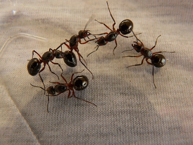 queen ant