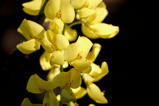 Hình ảnh minh họa ý nghĩa của từ raceme