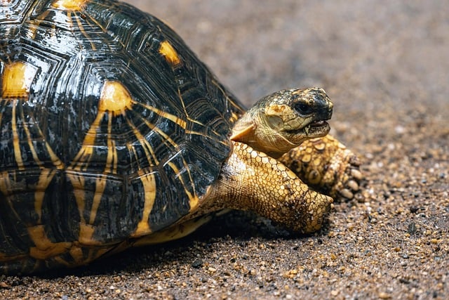 Hình ảnh minh họa ý nghĩa của từ radiated