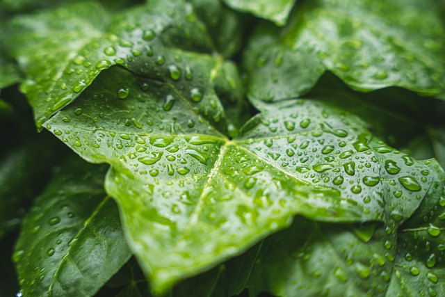 Hình minh họa chuva