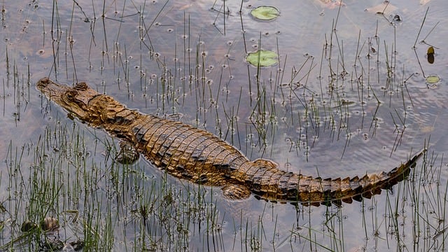 Hình ảnh minh họa ý nghĩa của từ rainforest