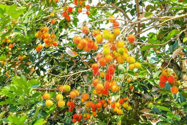 rambutan