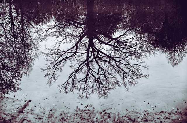 Hình ảnh minh họa ý nghĩa của từ ramification