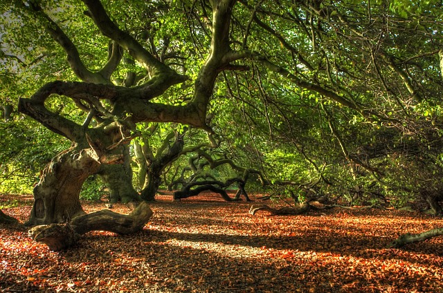 Hình ảnh minh họa ý nghĩa của từ ramifying