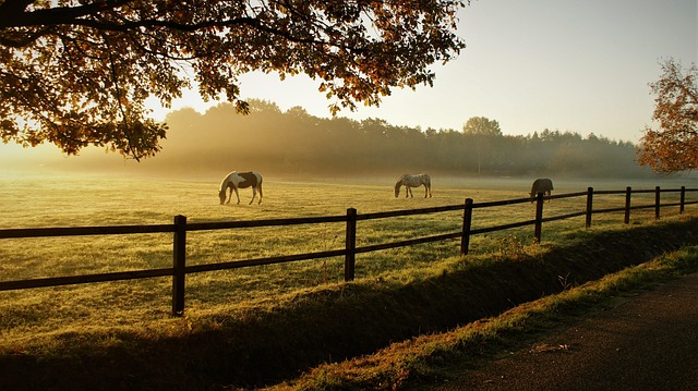 ranches