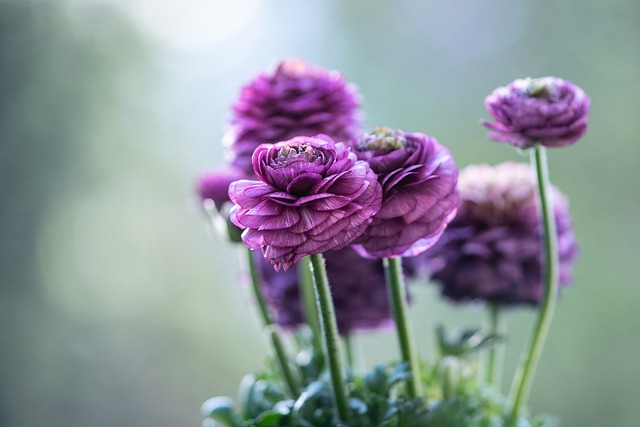 ranunculus