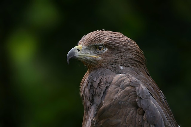 raptors