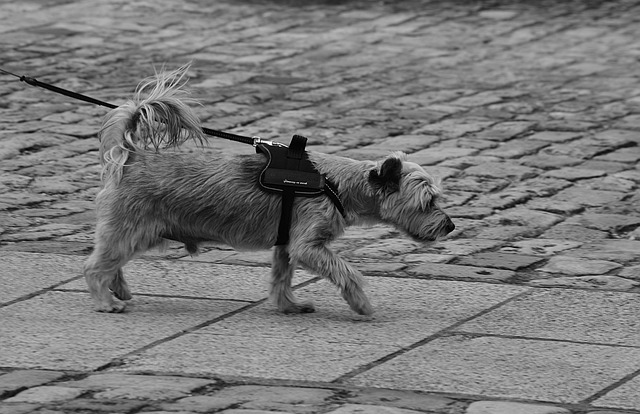 Hình ảnh minh họa ý nghĩa của từ ratifying