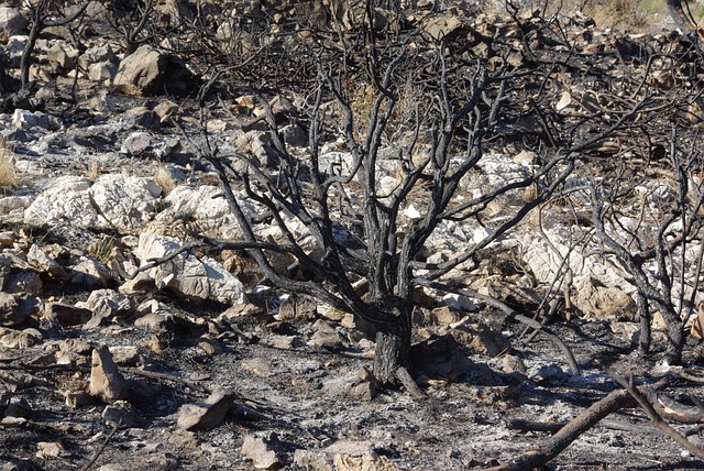 Hình ảnh minh họa ý nghĩa của từ ravage