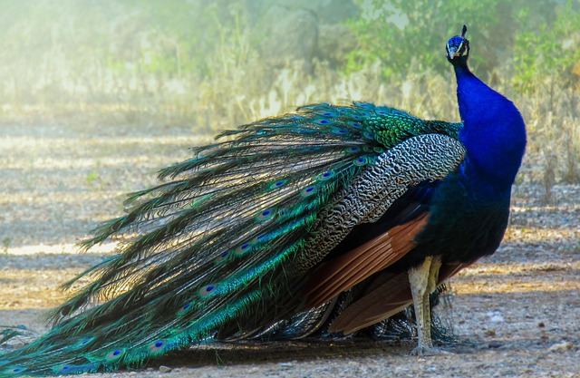 real animal