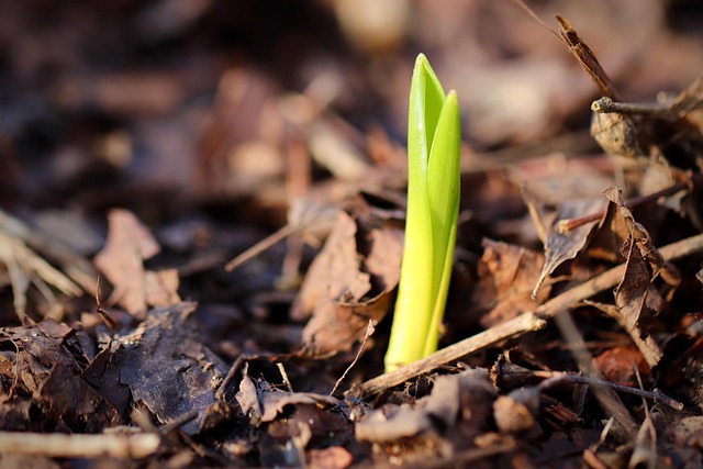 Hình ảnh minh họa ý nghĩa của từ reawaken