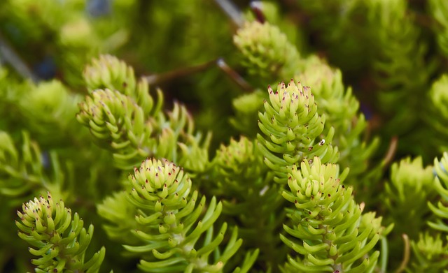 Hình ảnh minh họa ý nghĩa của từ rebirth