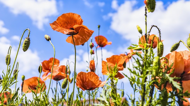 red poppy