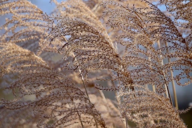 Hình ảnh minh họa ý nghĩa của từ reed