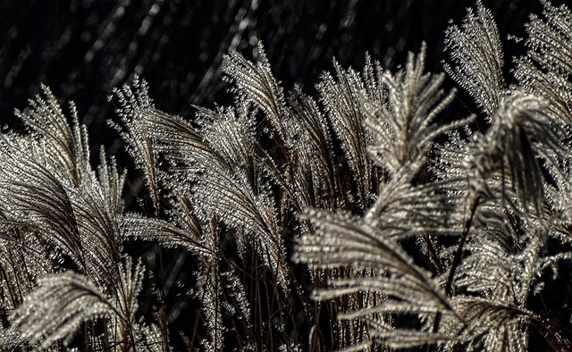 Hình ảnh minh họa ý nghĩa của từ reeded