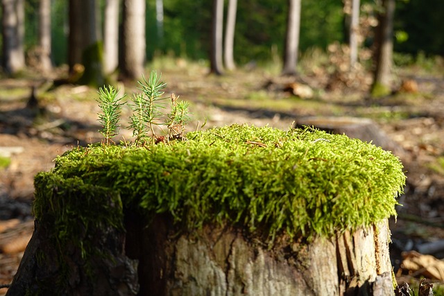 Hình ảnh minh họa ý nghĩa của từ regenerate