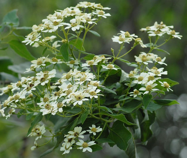 regional flower